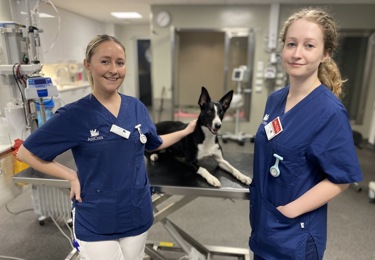 Två unga SDeko-medlemmar inom djurvården tillsammans med en hund.