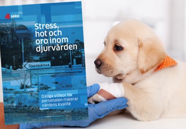 Bild på hund och rapportomslag.