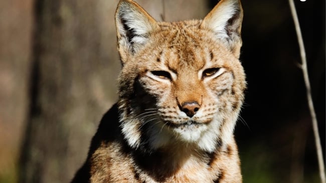 Lokatt