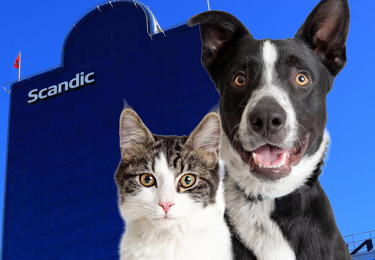 Bild på hund och katt